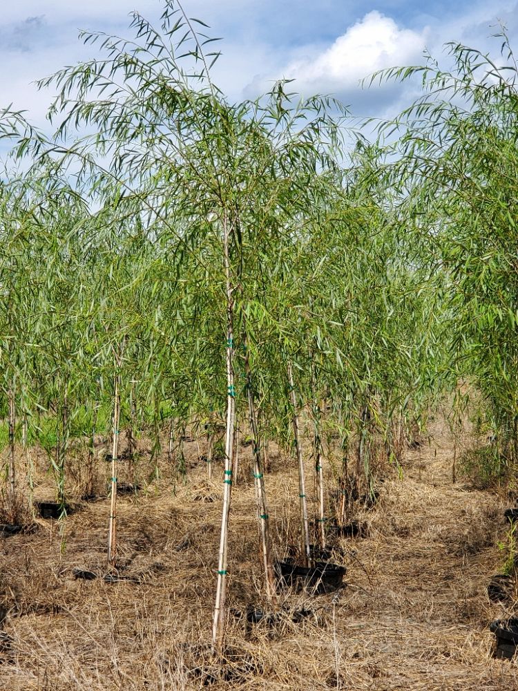 salix-babylonica-weeping-willow