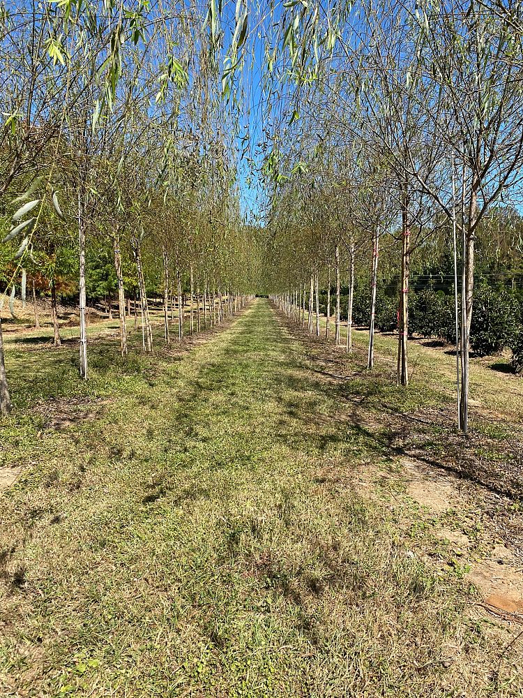 salix-babylonica-weeping-willow