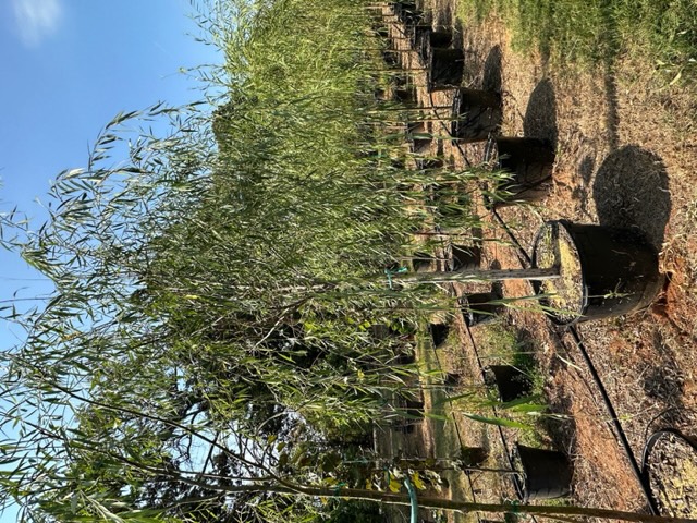 salix-babylonica-weeping-willow