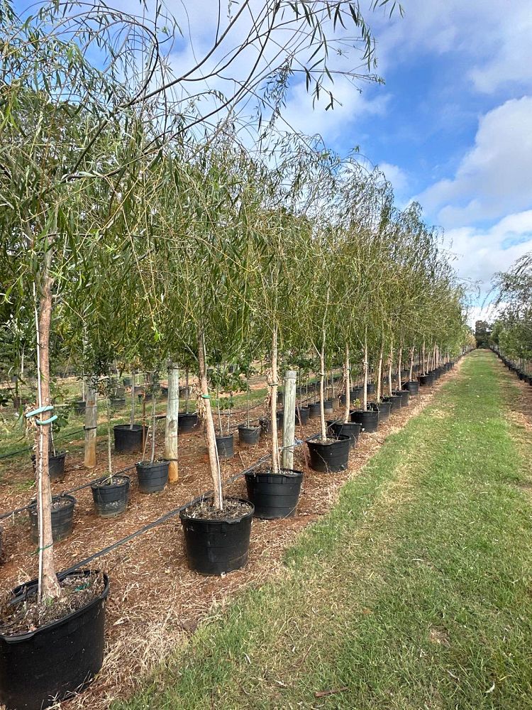 salix-babylonica-weeping-willow