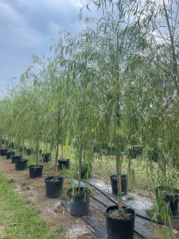 salix-babylonica-weeping-willow