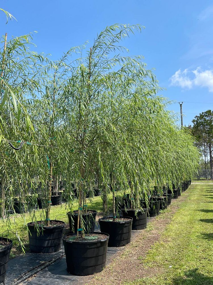 salix-babylonica-weeping-willow