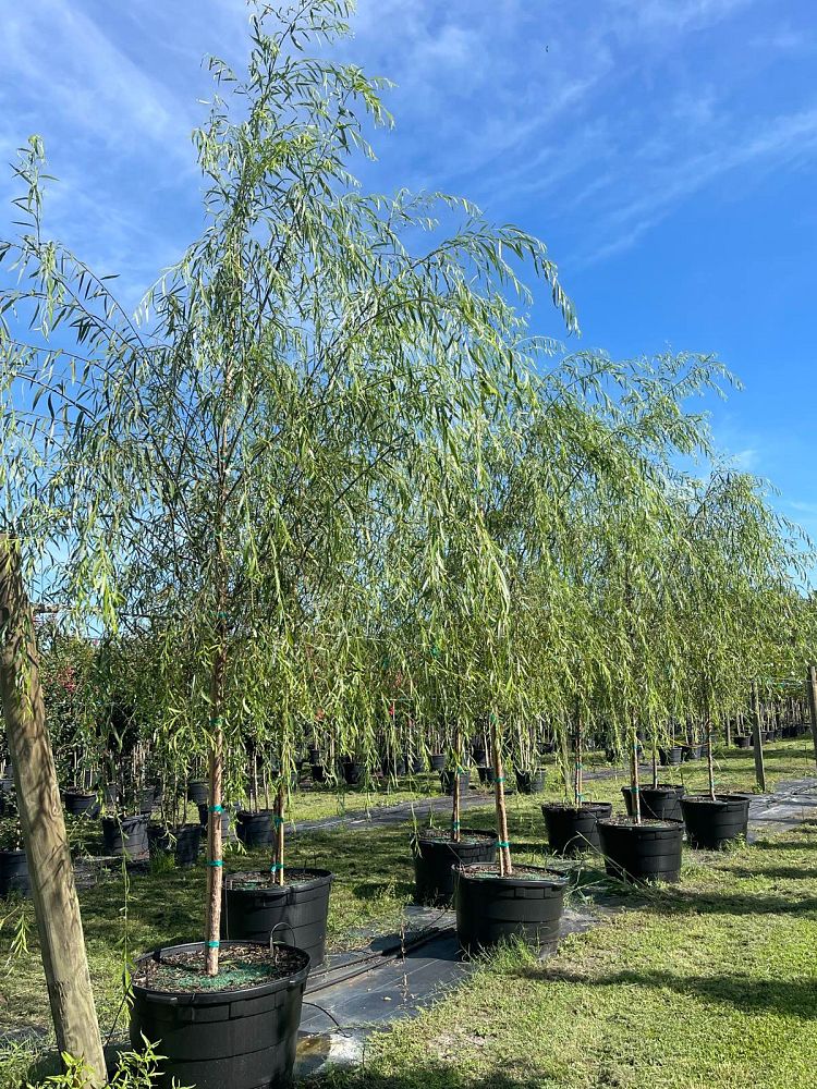 salix-babylonica-weeping-willow