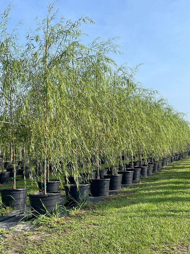 salix-babylonica-weeping-willow
