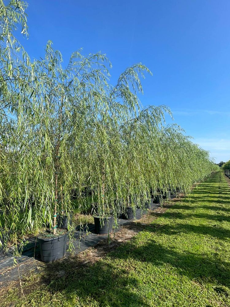 salix-babylonica-weeping-willow