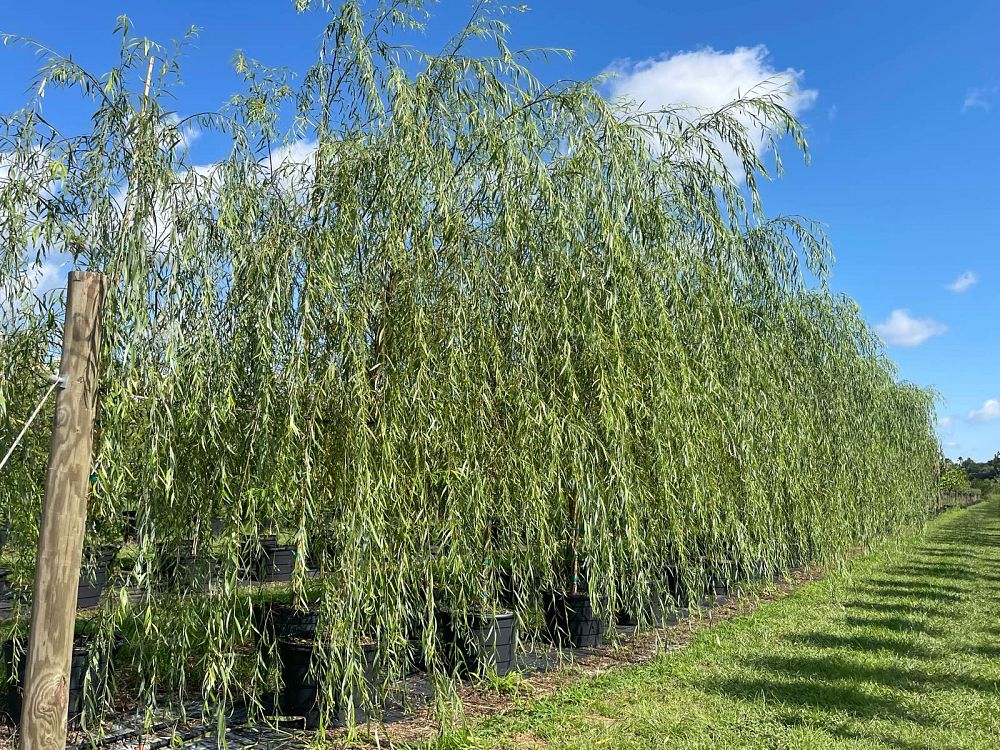 salix-babylonica-weeping-willow