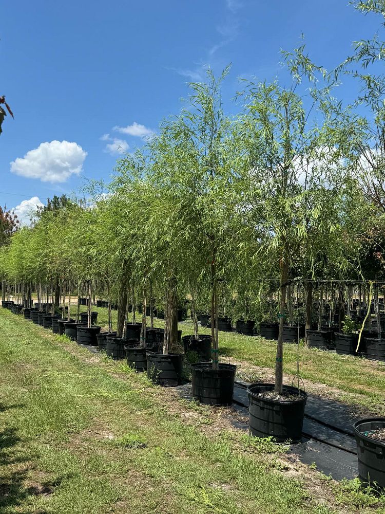 salix-babylonica-weeping-willow