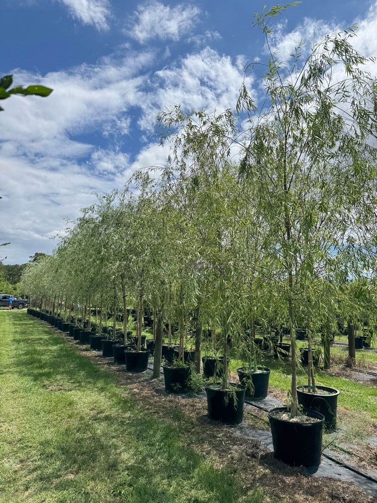 salix-babylonica-weeping-willow