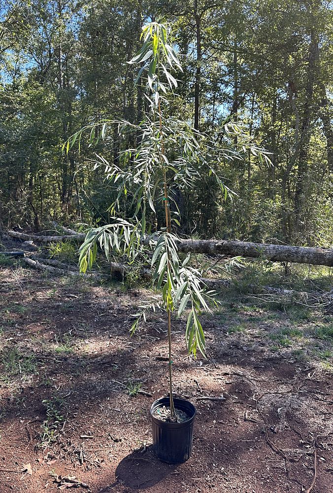 salix-babylonica-weeping-willow