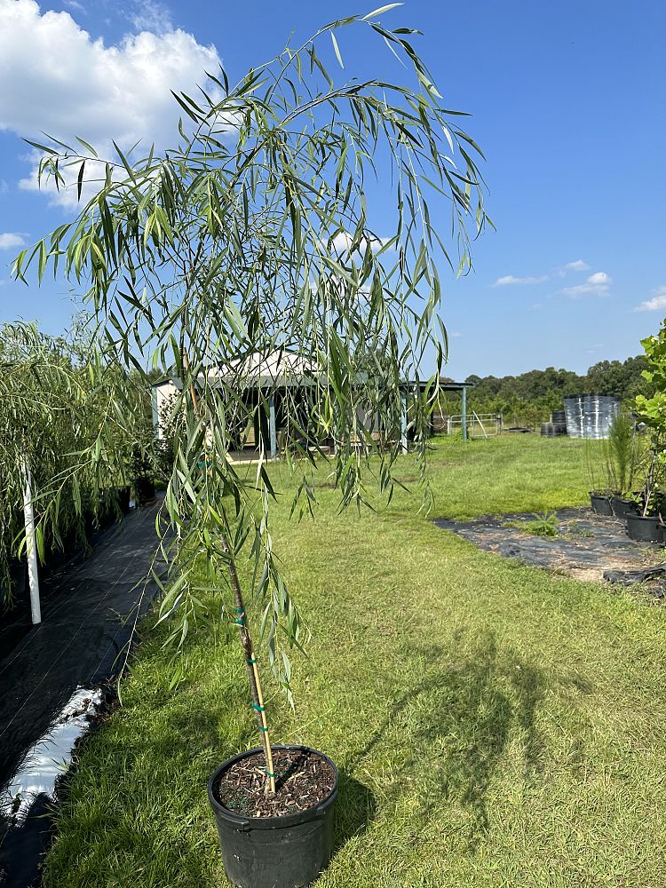 salix-babylonica-weeping-willow