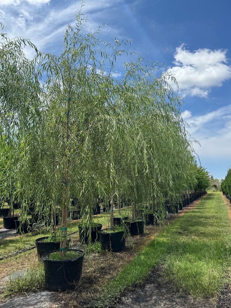 salix-babylonica-weeping-willow