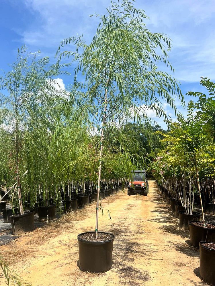 salix-babylonica-weeping-willow