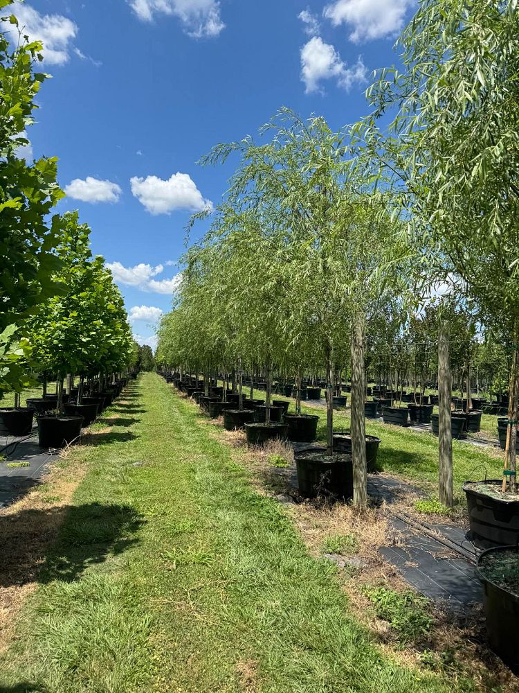 salix-babylonica-weeping-willow