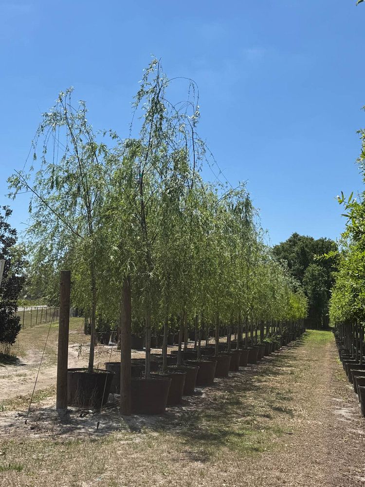 salix-babylonica-weeping-willow