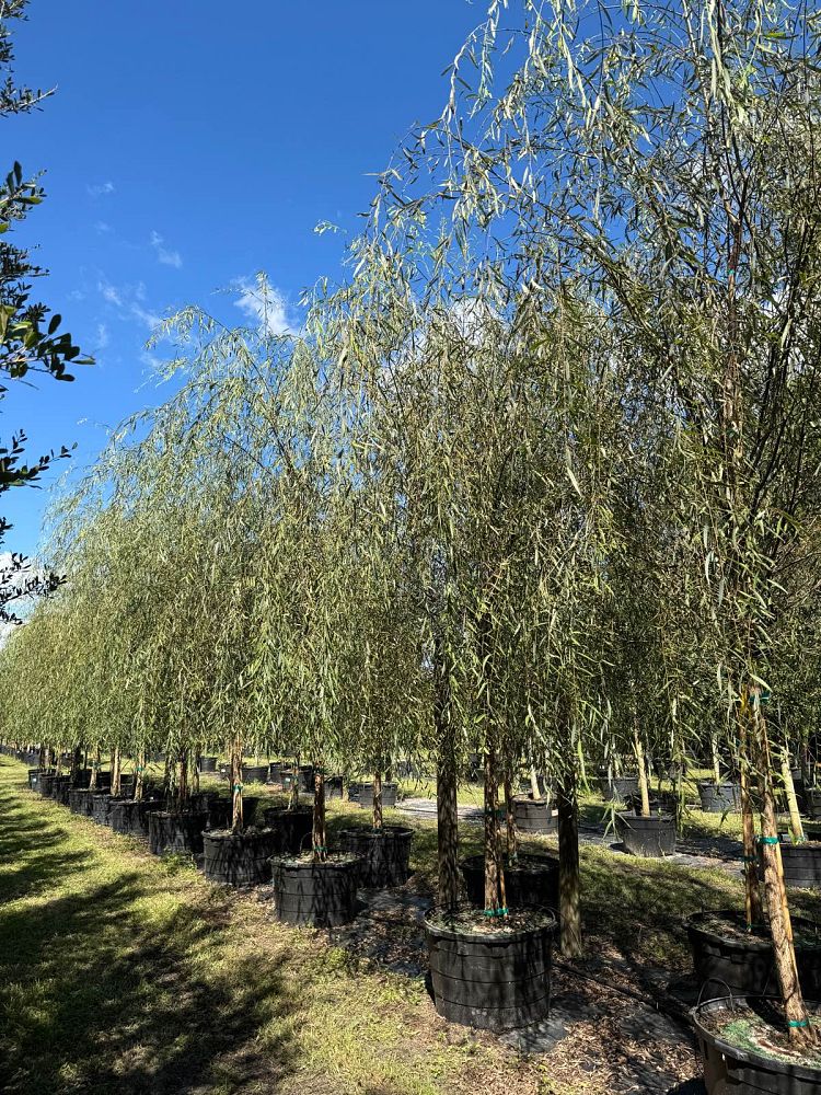 salix-babylonica-weeping-willow