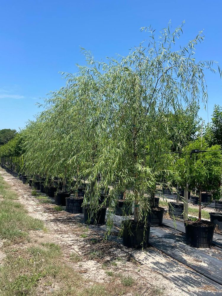 salix-babylonica-weeping-willow