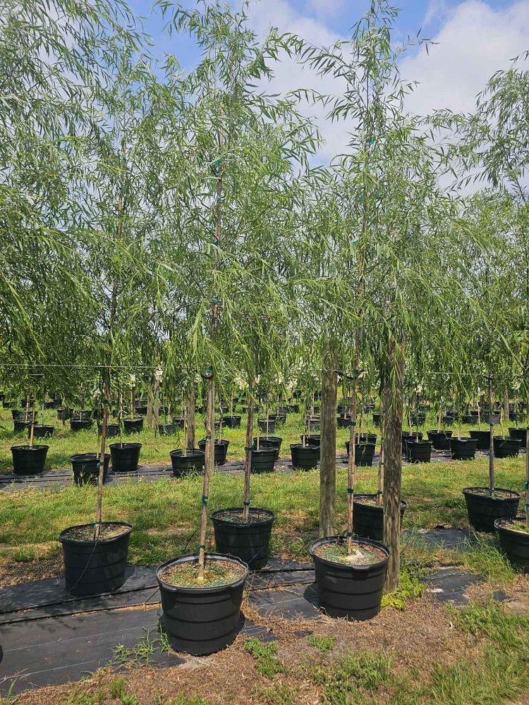 salix-babylonica-weeping-willow
