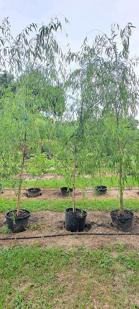salix-babylonica-weeping-willow