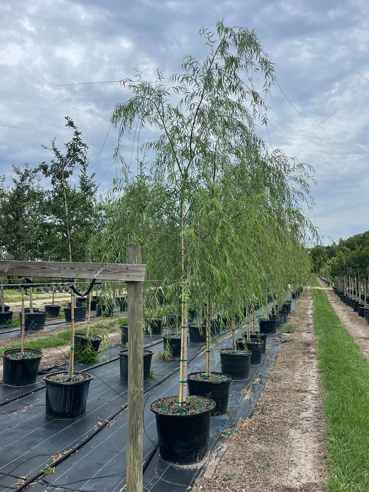 salix-babylonica-weeping-willow
