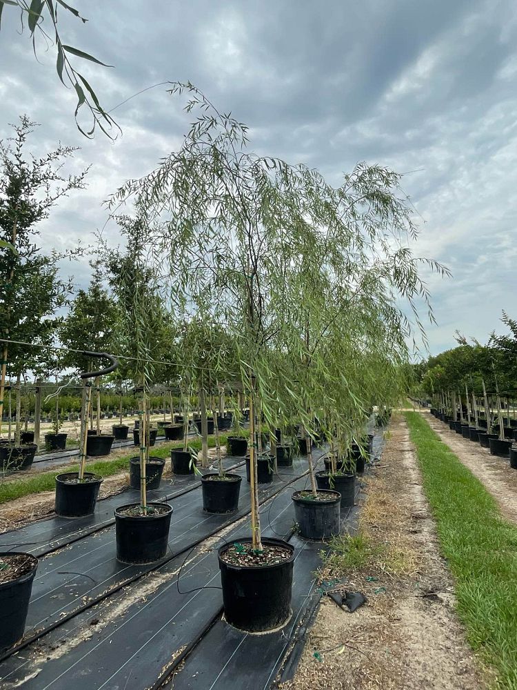 salix-babylonica-weeping-willow