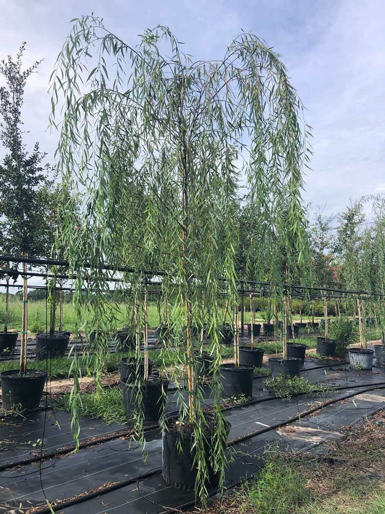 salix-babylonica-weeping-willow