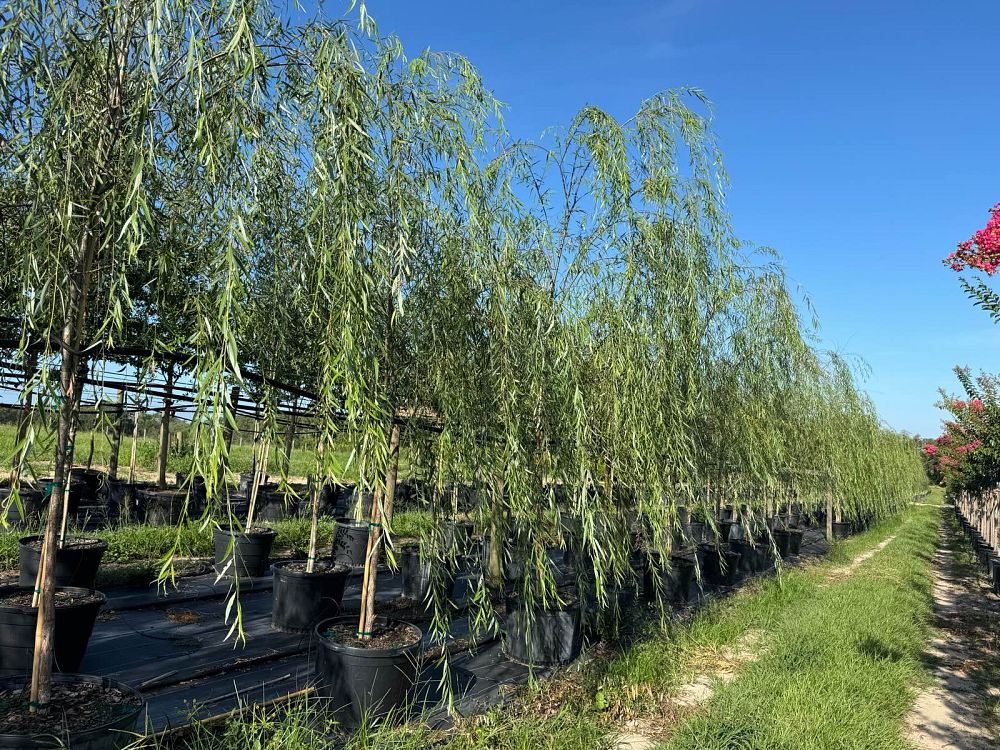 salix-babylonica-weeping-willow