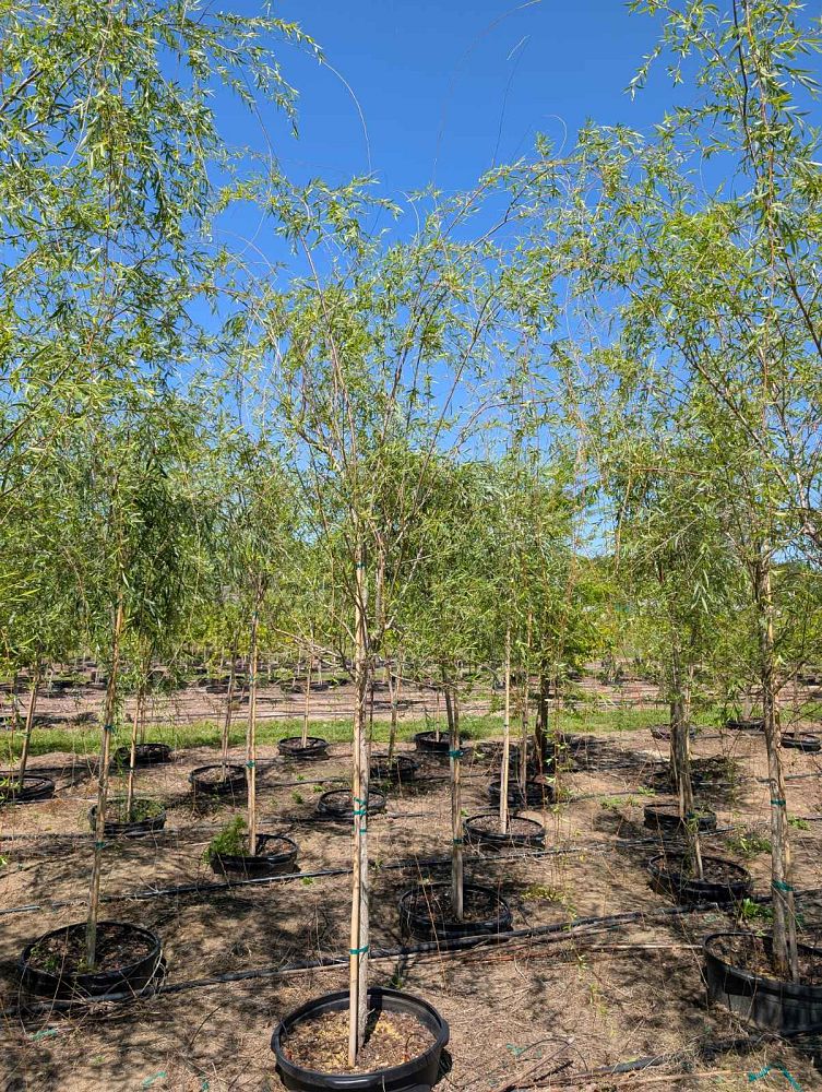 salix-babylonica-weeping-willow