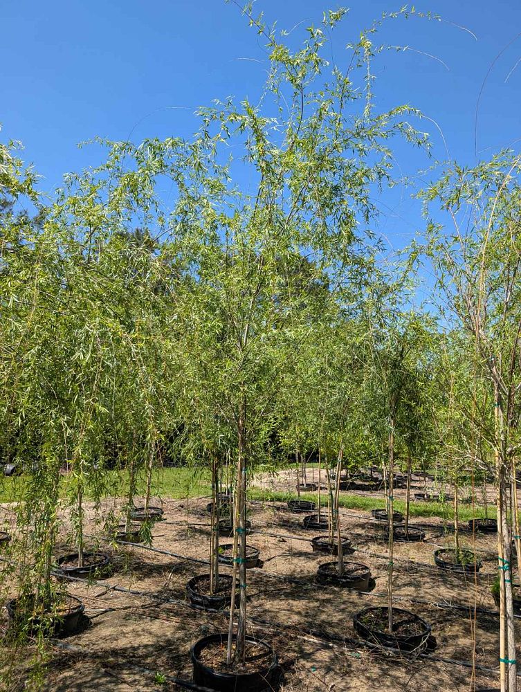 salix-babylonica-weeping-willow