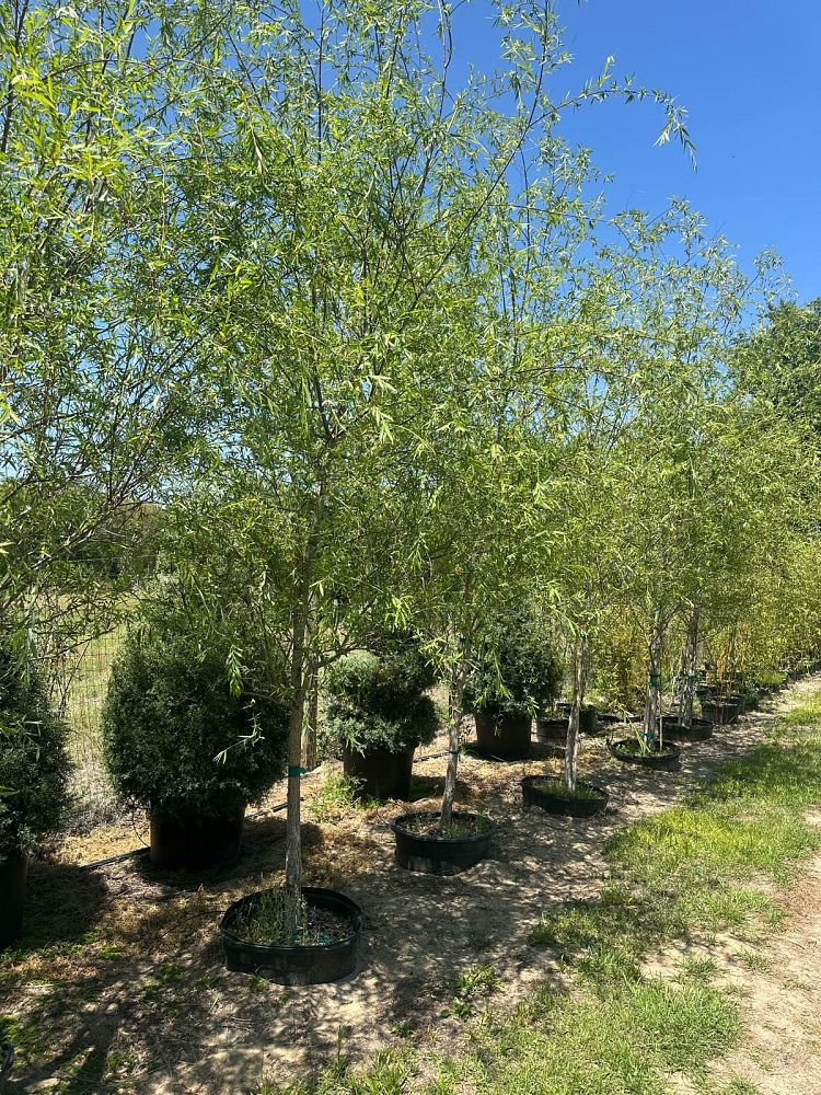 salix-babylonica-weeping-willow