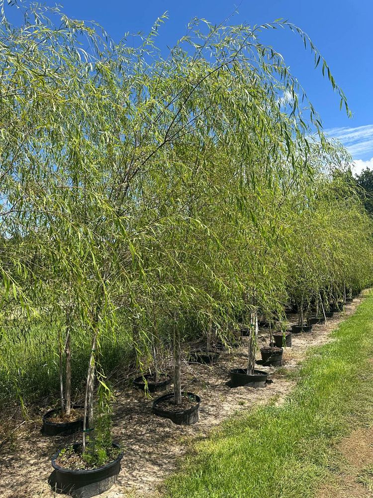salix-babylonica-weeping-willow