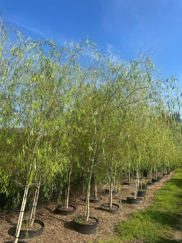 salix-babylonica-weeping-willow