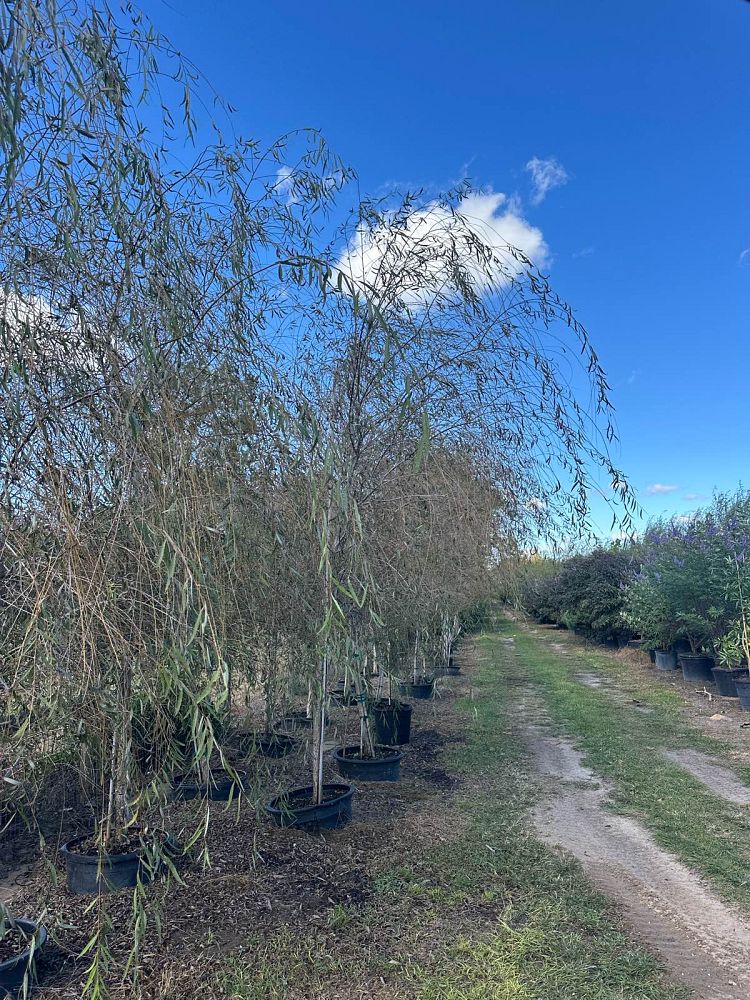 salix-babylonica-weeping-willow