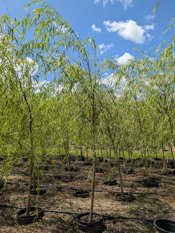 salix-babylonica-weeping-willow