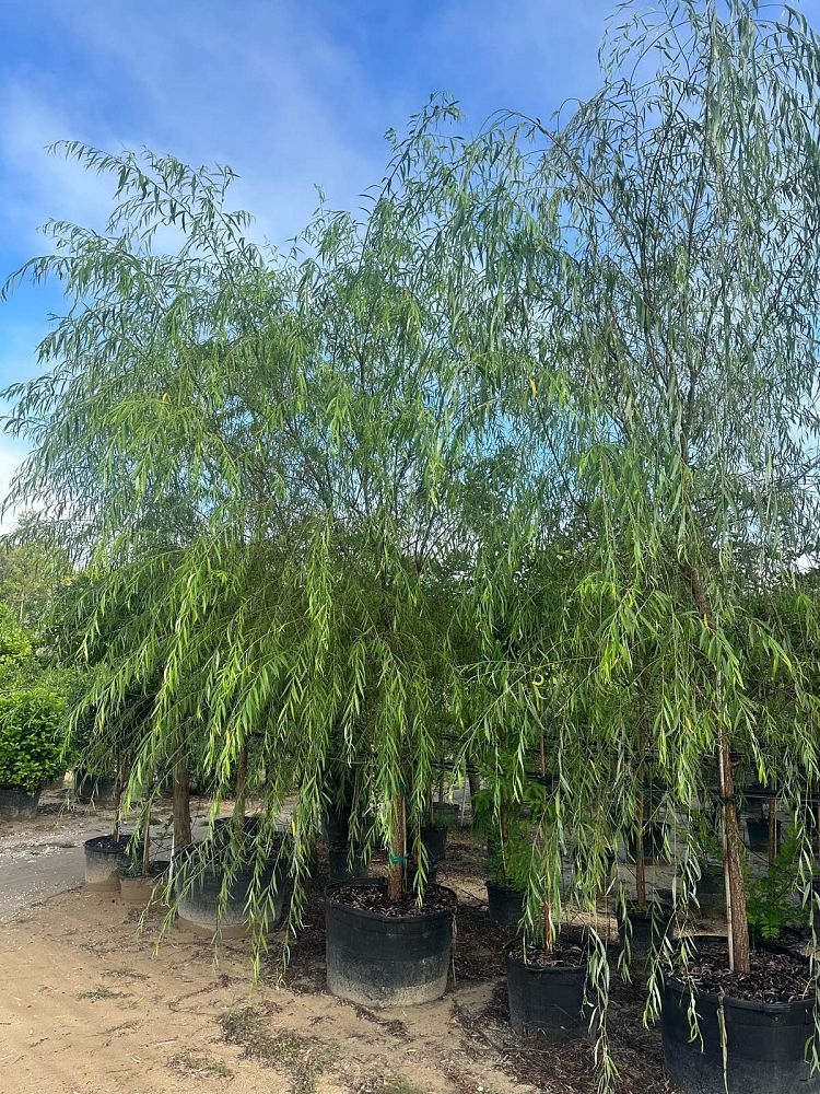salix-babylonica-weeping-willow