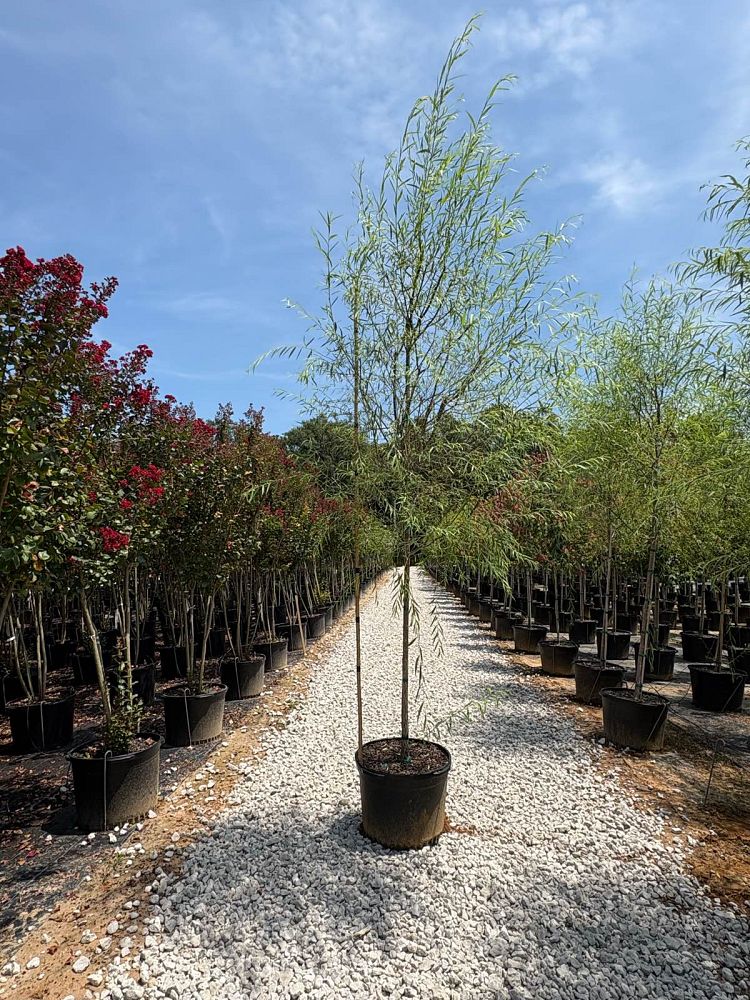 salix-babylonica-weeping-willow