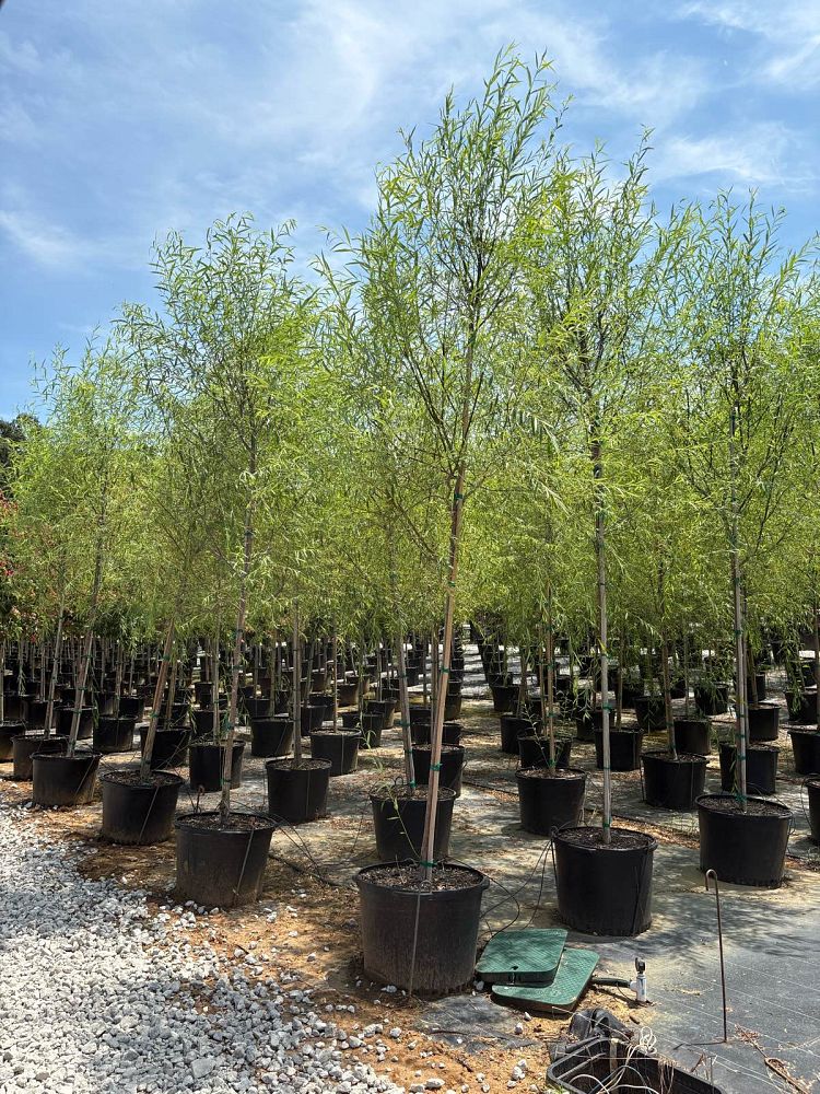 salix-babylonica-weeping-willow