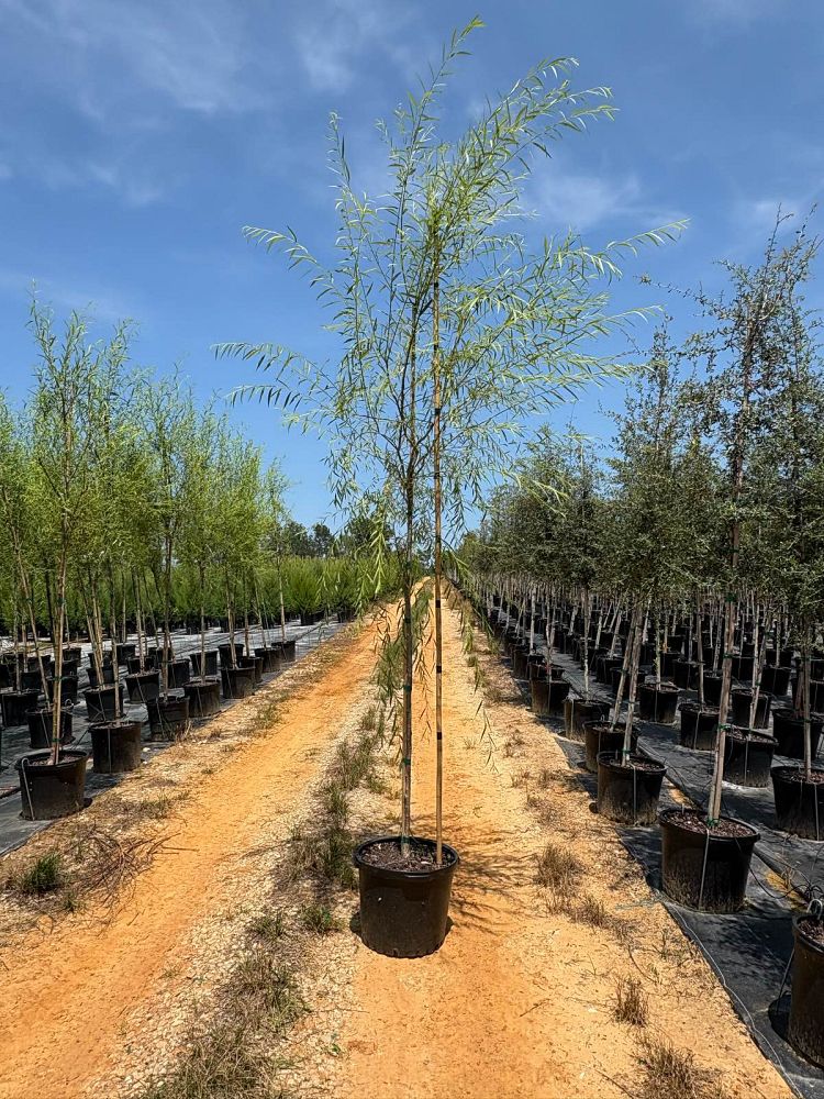 salix-babylonica-weeping-willow