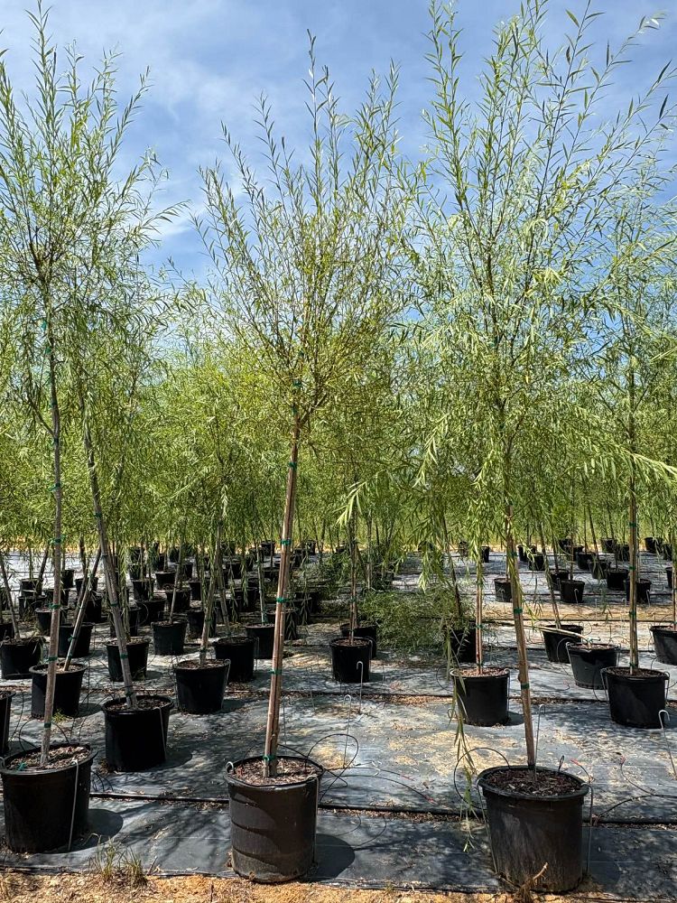 salix-babylonica-weeping-willow