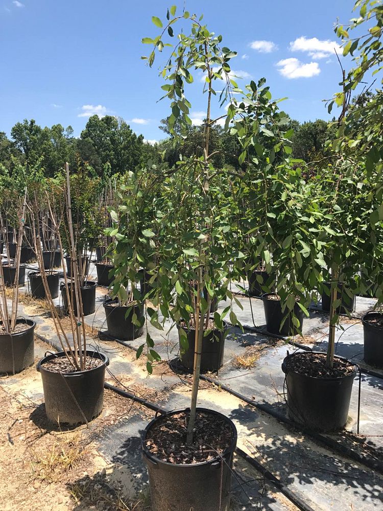 salix-caprea-pendula-french-pussy-willow-weeping