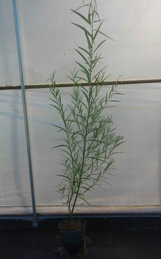 salix-caroliniana-coastal-plain-willow