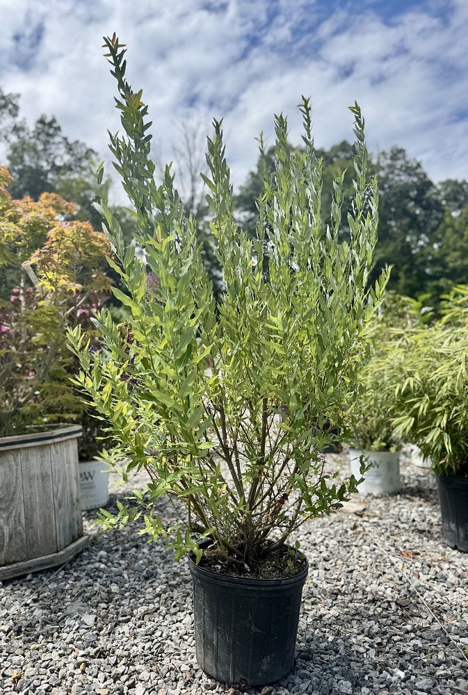 salix-integra-flamingo-dappled-willow