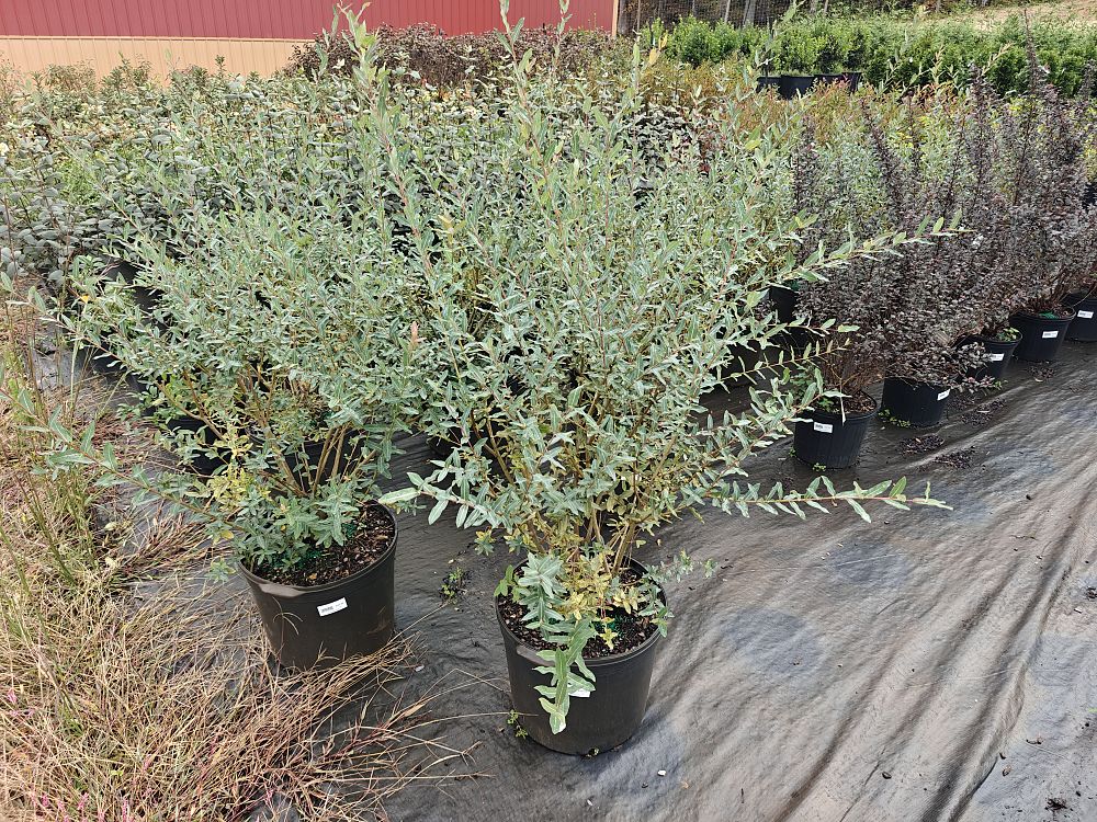 salix-integra-hakuro-nishiki-dappled-willow