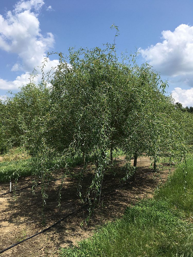 salix-matsudana-scarlet-curls-hankow-willow-corkscrew-willow