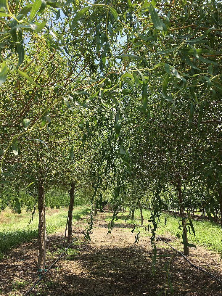 salix-matsudana-scarlet-curls-hankow-willow-corkscrew-willow