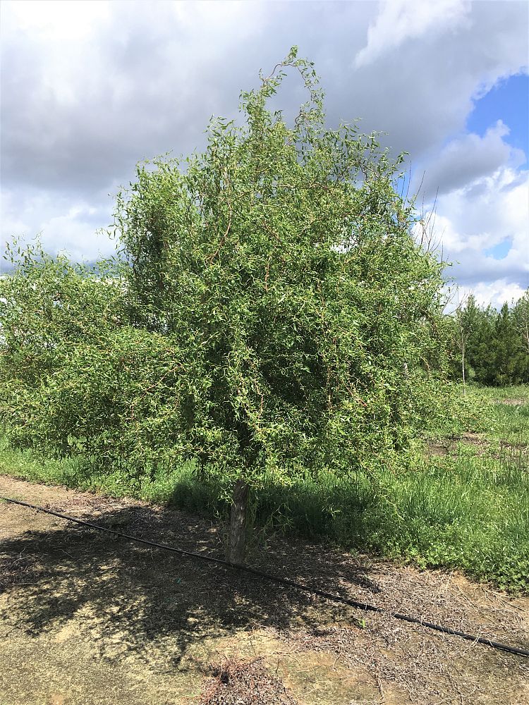 salix-matsudana-scarlet-curls-hankow-willow-corkscrew-willow