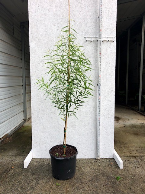 salix-nigra-black-willow