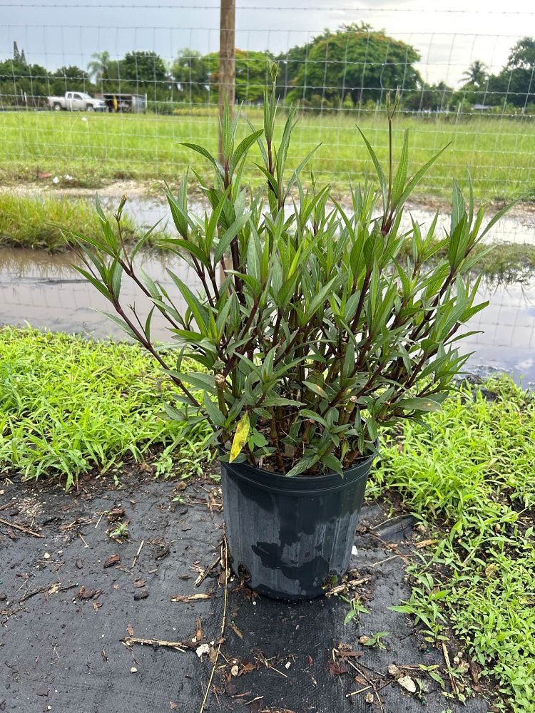 salix-x-rubella-hybrid-willow