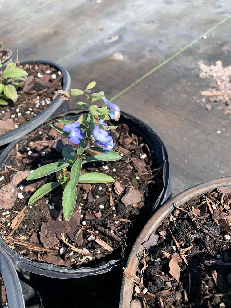 salvia-azurea-blue-sage-pitcher-sage