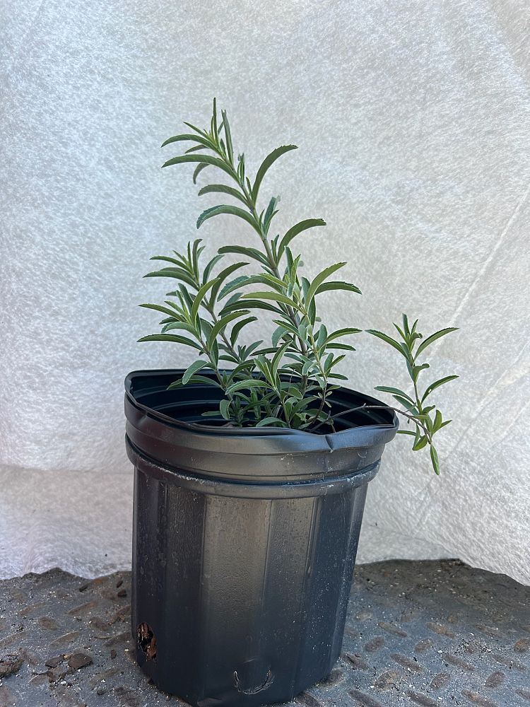 salvia-azurea-blue-sage-pitcher-sage