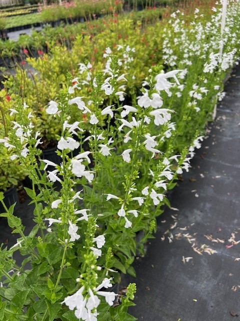 salvia-coccinea-alba-scarlet-sage-texas-sage-hummingbird-sage